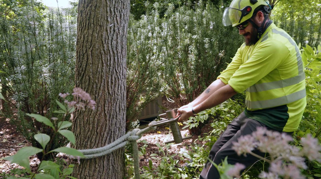 Professional ISA certified arborist consulting and tree rigging services in Compton, CA