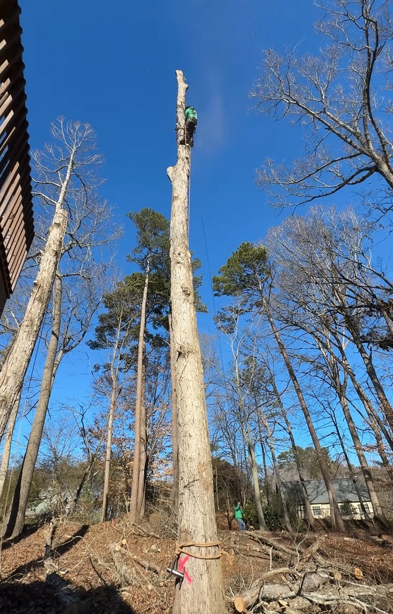Professional arborist removing tall tree in Compton, CA with safety equipment
